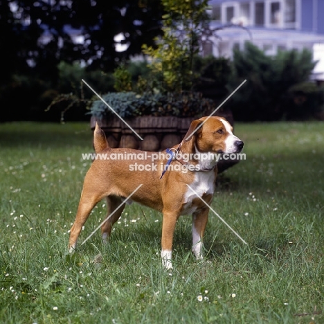 victor vom Tilburg roem, austrian shorthaired pinscher on grass