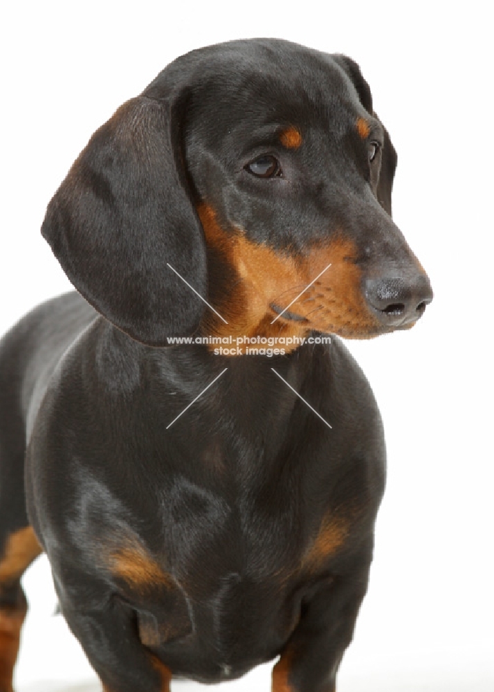 black and tan smooth Dachshund on white background, looking away