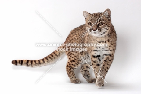 female Brown Spotted Tabby Geoffroy's Cat
