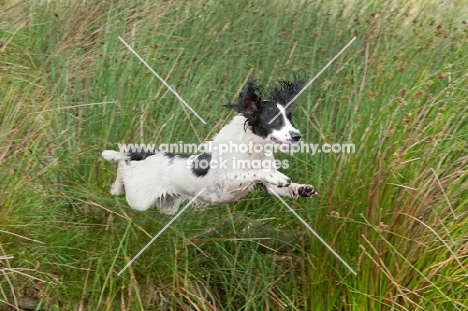 English Springer Spaniel jumping