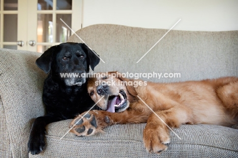 golden retriever leaning on black lab mix on couch