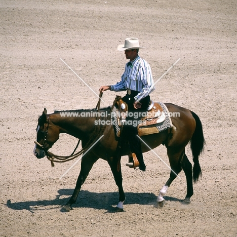 quarter horse in ring at tampa show usa