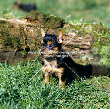 australian terrier puppy sitting on grass by a log