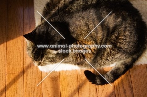 top view of tabby cat
