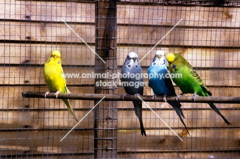 four different budgies together