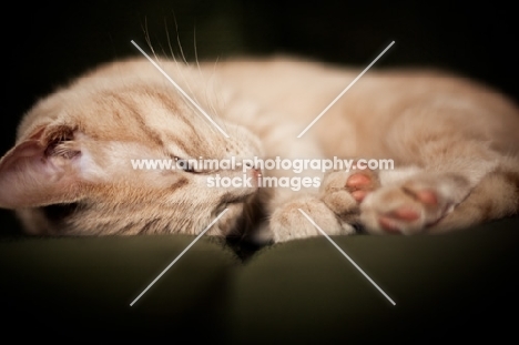 kitten resting on couch