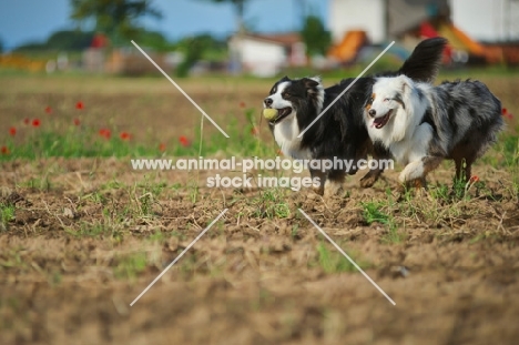 black tricolor australian shepherd and blue merle australian shepherd running together in a field