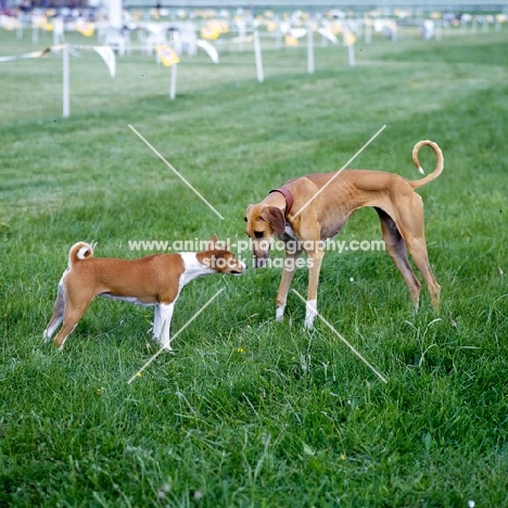 2 hounds from africa: basenji and azawakh meeting