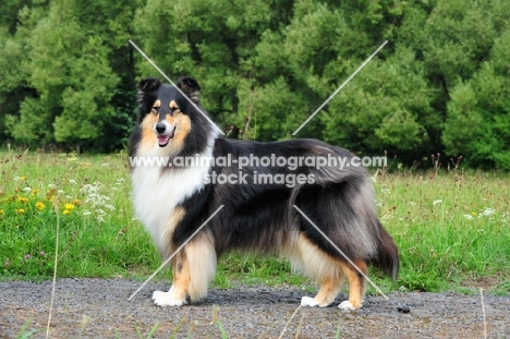 Rough Collie, side view