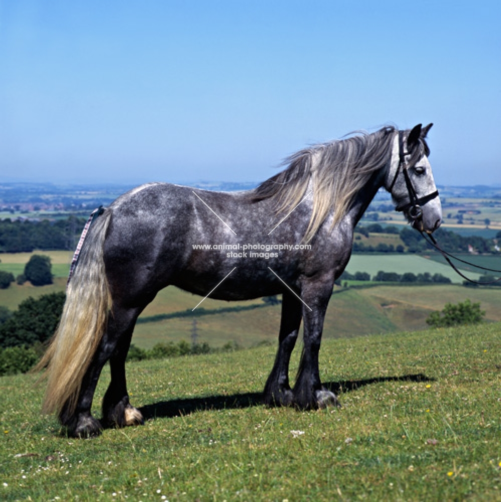 Lane Diplomat, Dales stallion on a hillside