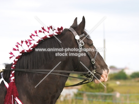 Shire horse with decorated mane