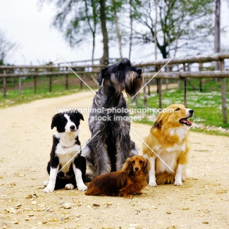 group of four dogs sitting together
