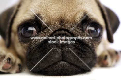 Pug puppy close up