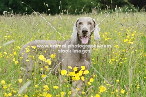 Weimaraner in flowery field
