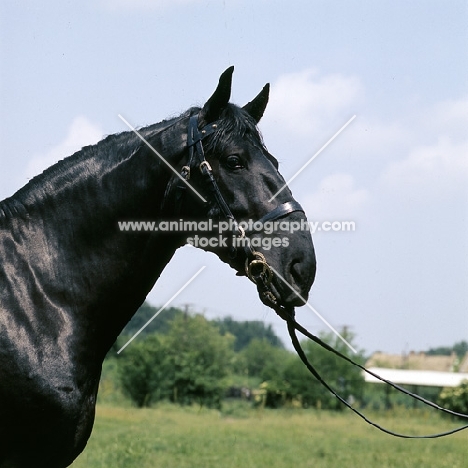 nonius C XXX-2, nonius stallion in hungary head study