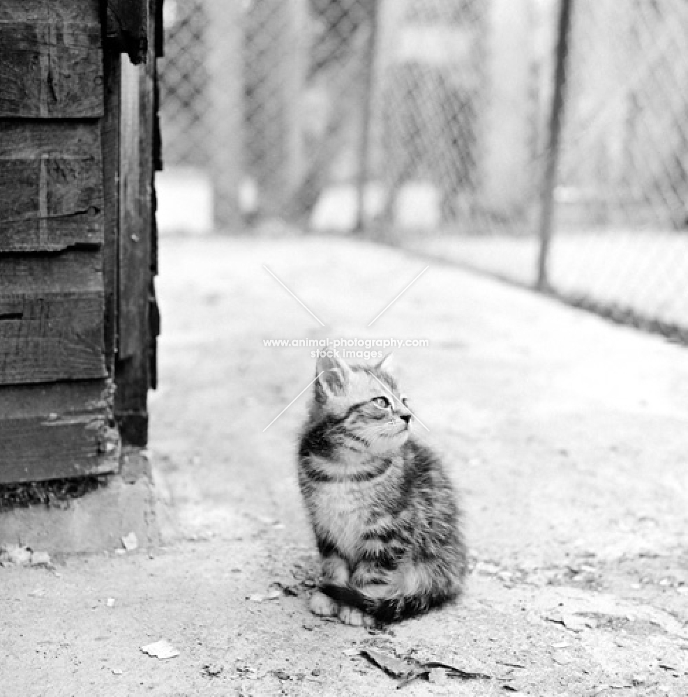 lone tabby kitten in run