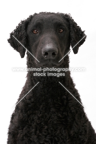 Curly Coated Retriever portrait