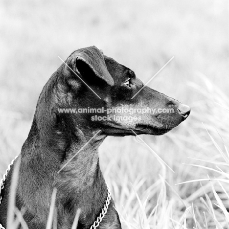 manchester terrier head in profile