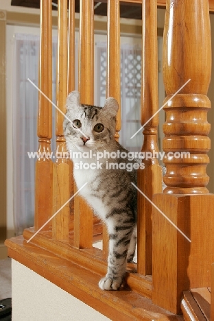 American Curl on stairs