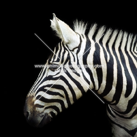 zebra portrait