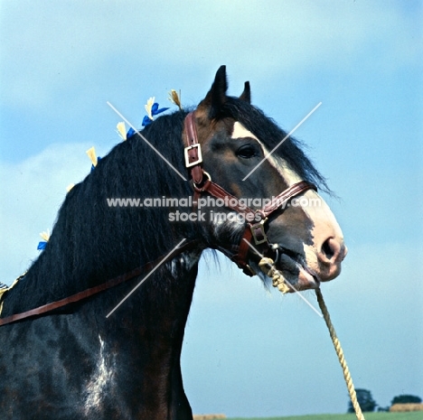 Clydesdale stallion with plaited mane, head study