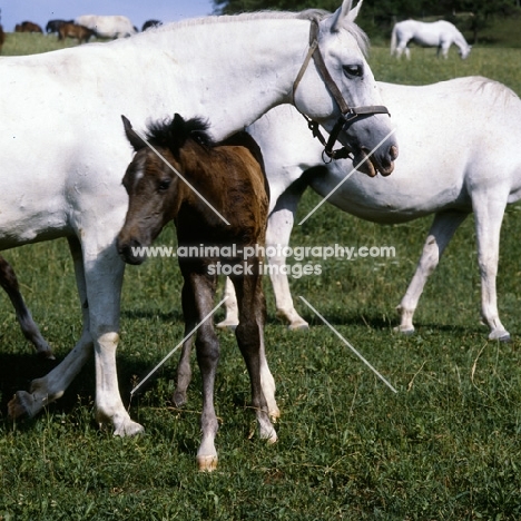 lipizzaner foal  walking under mare's neck at piber