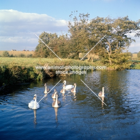 pair of swans with six cygnets