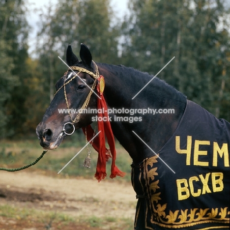 of quadrat / kvadrat, portrait, elderly famous orlov trotter in russia