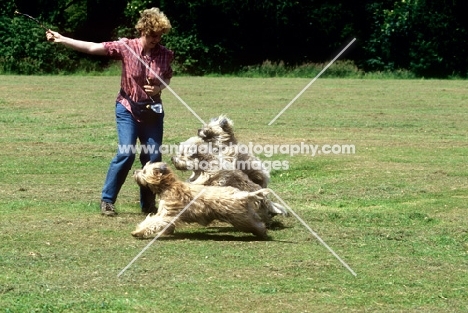 owner throws a stick for three soft coated wheaten terriers  