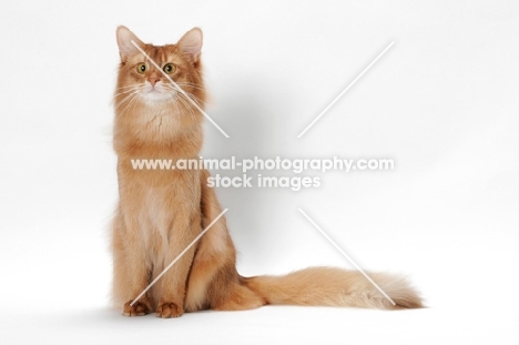 red Somali cat
