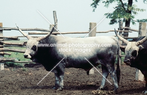 hungarian grey bull in hungary