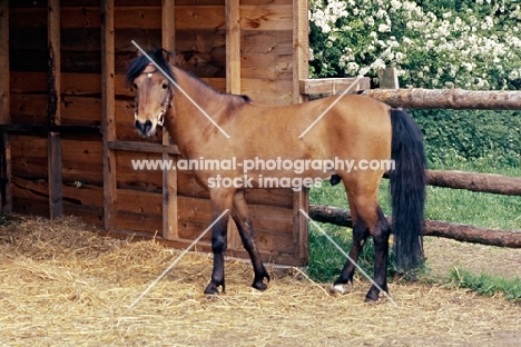 Caspian Pony full body 