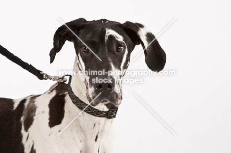 black and white Great Dane