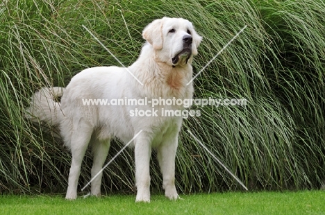 Polish Tatra Herd Dog