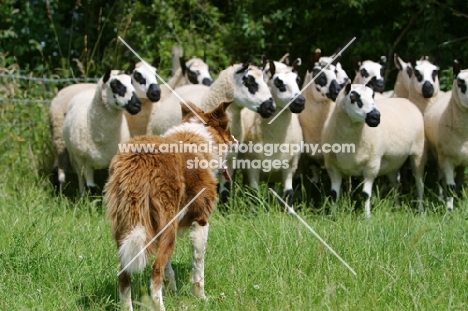 Border Collie looking at sheep