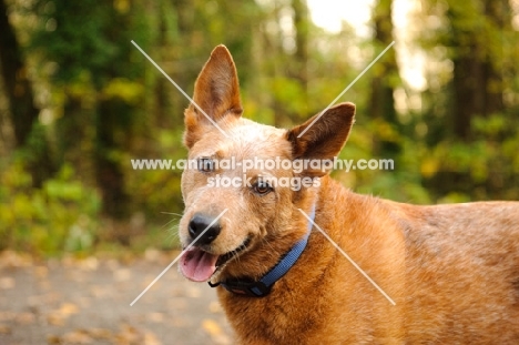 cheerful Australian Cattle Dog