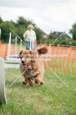 Nova Scotia Duck Tolling Retriever  at trial