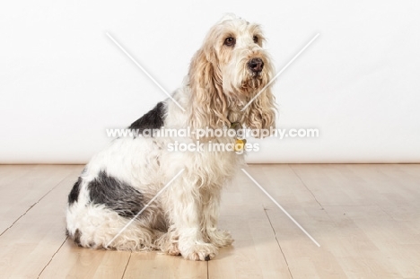 Grand Basset Griffon Vendeen sitting on floor, side view