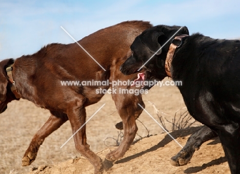 chocolate and black Labrador running