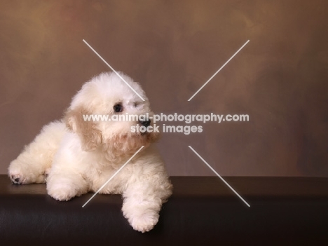 Bichon Frise lying in studio