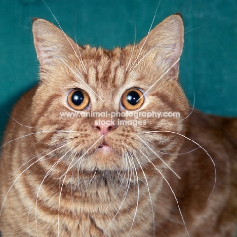 int ch tommy de rocawini, red tabby shorthair cat portrait