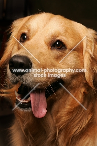 Golden Retriever, portrait, tongue out