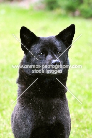 Champion Japanese Kai dog (aka Tora Inu, Kai Inu, Kai Ken)