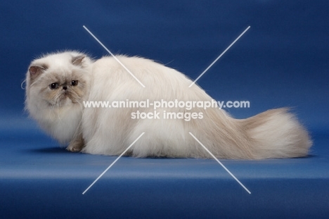 10 month old Blue Tortie Point Himalayan cat. (Aka: Persian or Himalayan)