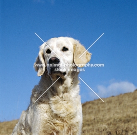 ch westley martha, or ch westley mabella golden retriever head study