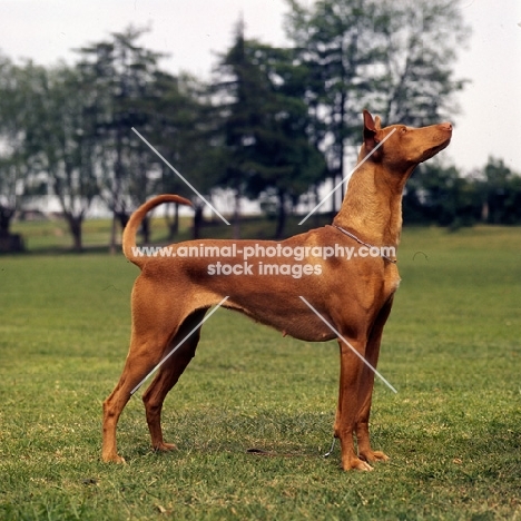 pharaoh hound looking up