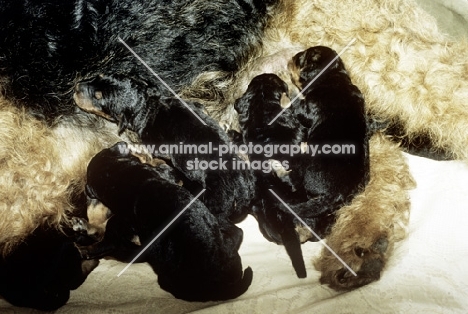 group of very young airedale puppies suckling
