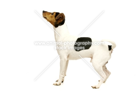 Jack Russell side view on a white background