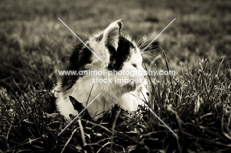 kitten laying in grass