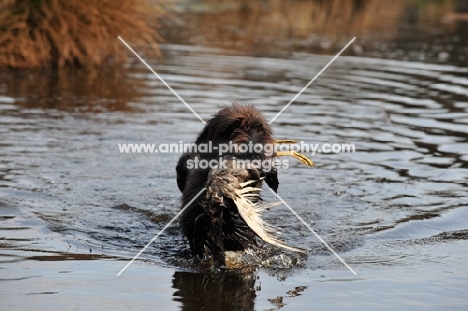 Pudelpointer retrieving duck from water